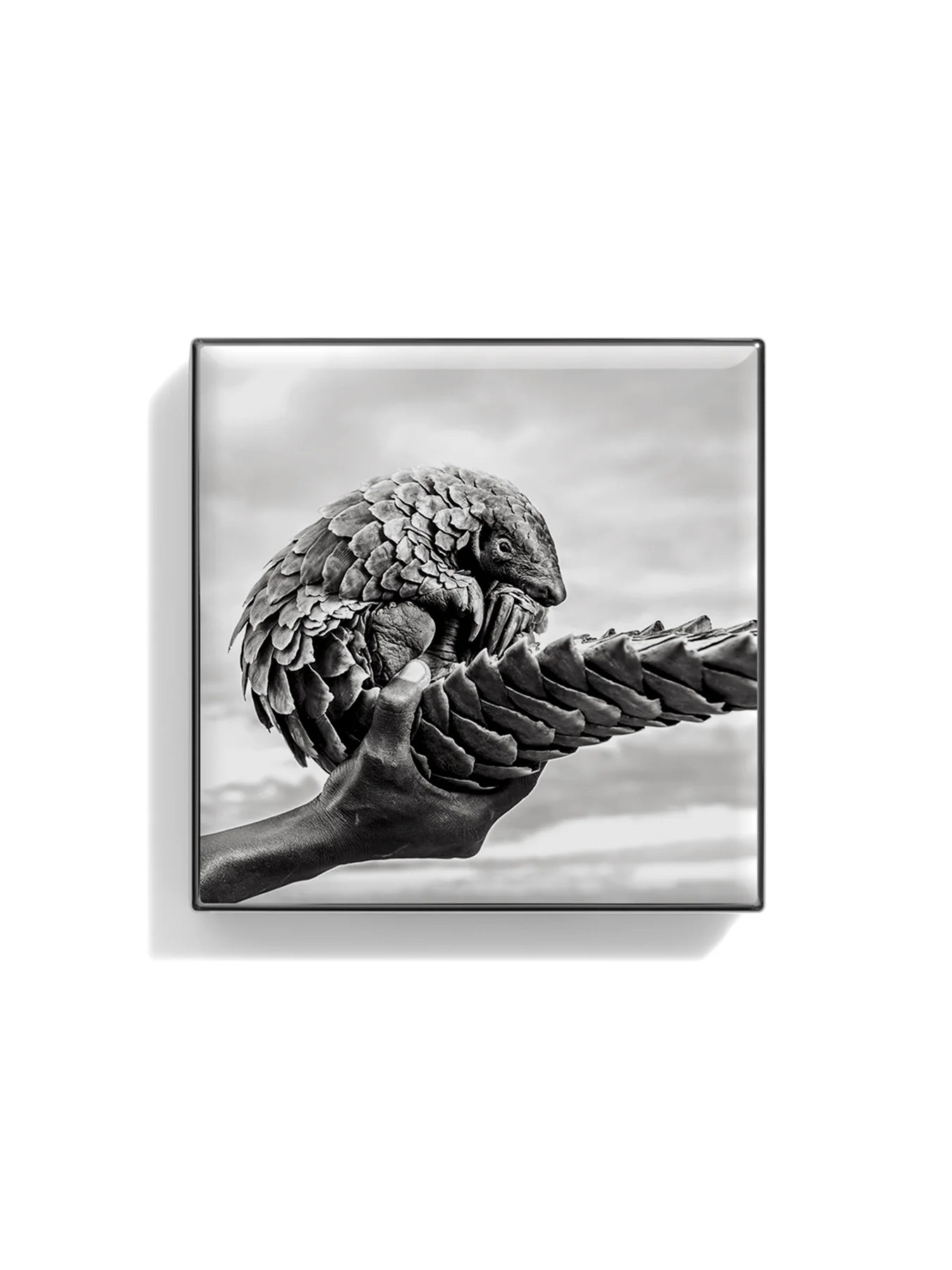 Luminescent Eye Shade Zebra - Image 6