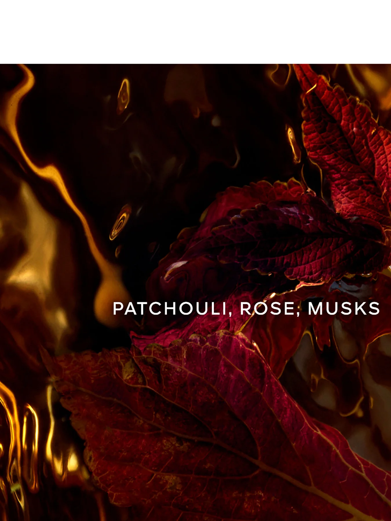 Absolus Allegoria Patchouli Ardent Eau de Parfum - Image 2