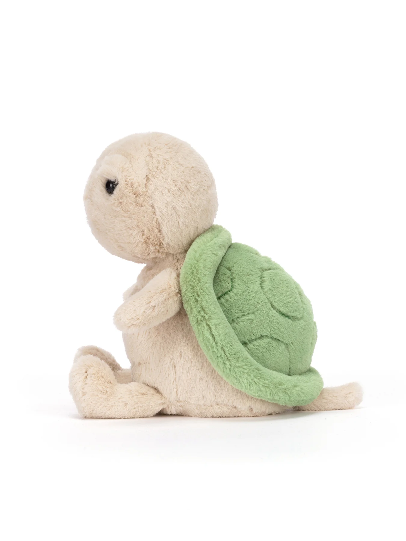 Thimble Turtle - Image 2