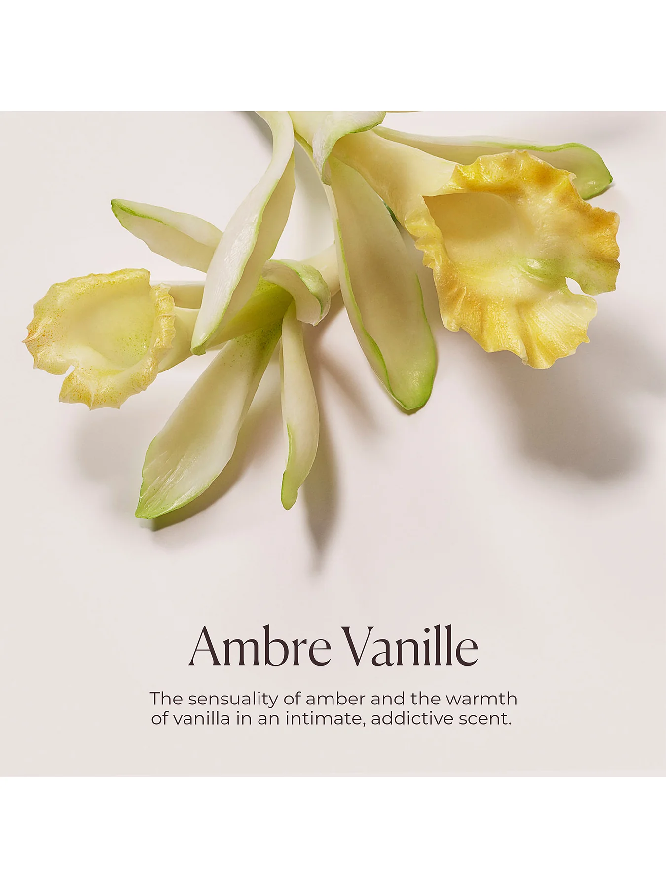Delicious and Decadent Ambre Vanille Collection - Image 3