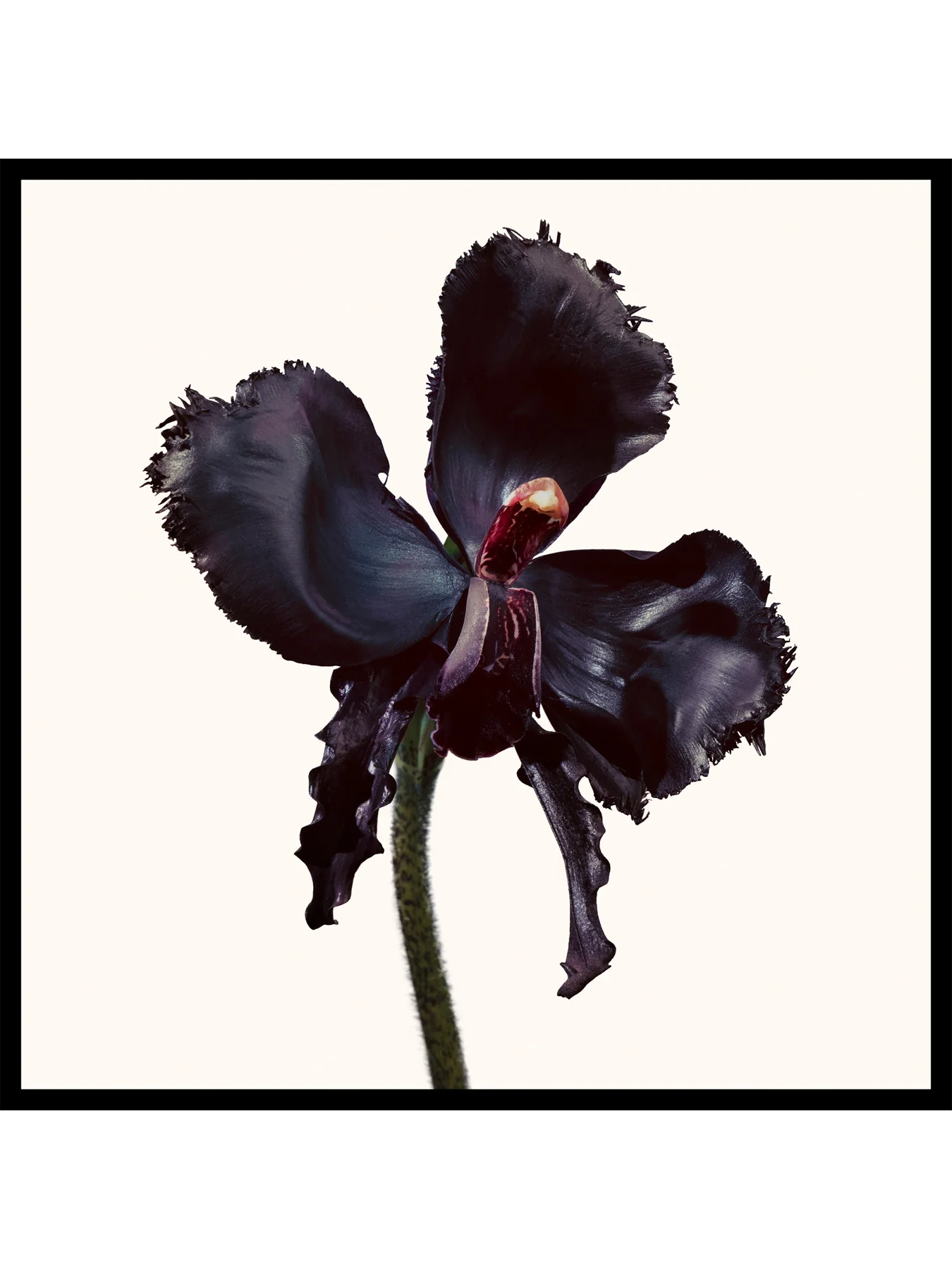Black Orchid Reserve 100ml - Image 4